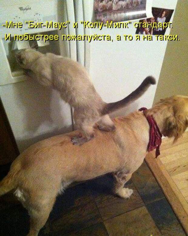 животные