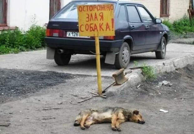 Звучит убедительно: 20 остроумных табличек собака, табличка, юмор