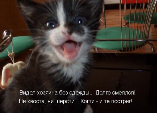 Котоматрица 14