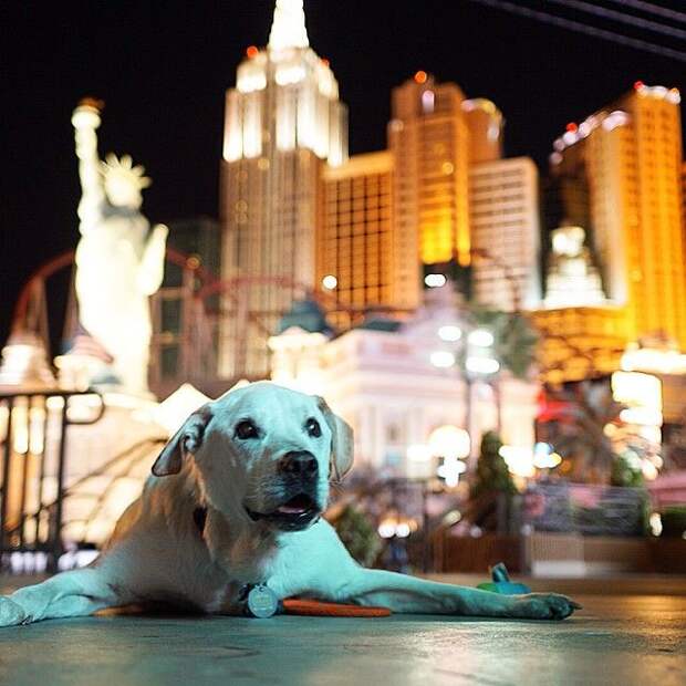 poh the dog? парень отправился в путешествие с больной собакой, собака По