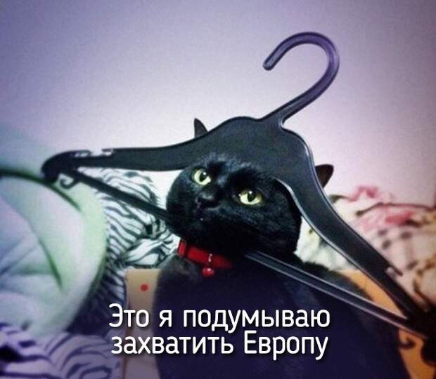 20 животных, которые ведут себя совсем как я животные, позитив
