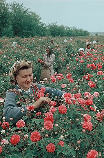 Крым. Лучшая сборщица зуйского совхоза-завода "Красная роза" Р.Дударь. история, ссср