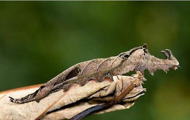 camouflaged_animals_14