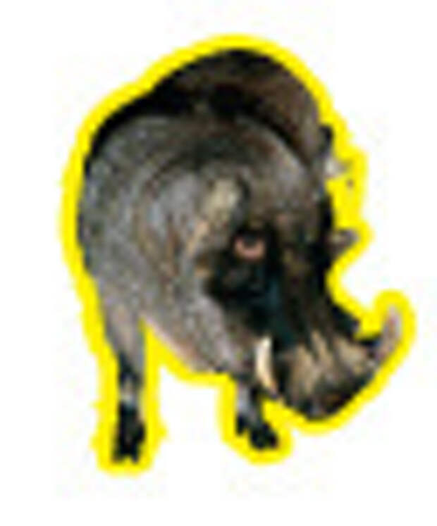 Фунтик Фунтик