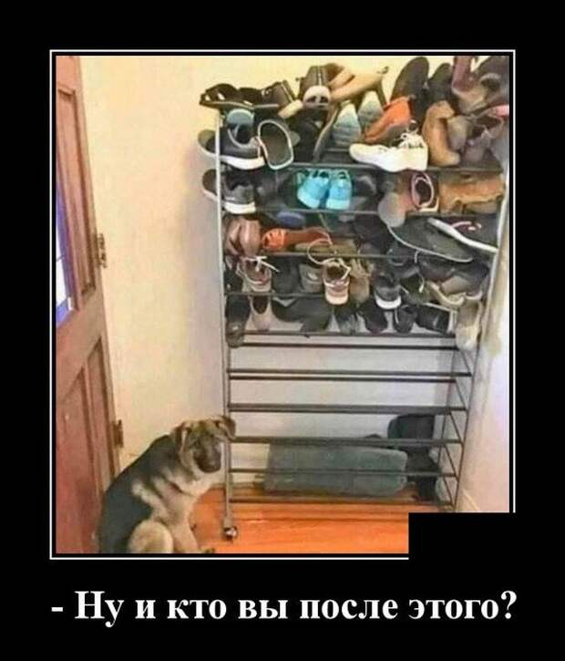 Демотиватор про собаку и обувь
