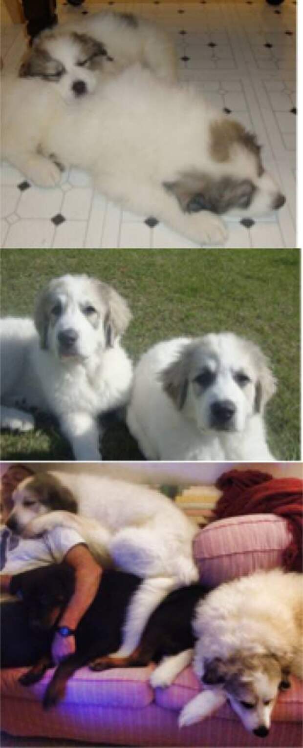 Shauna Turnbull's pyrs at approximately 8 weeks, 6 months, and 4 years. They started dark, lightened, and then darkened again.