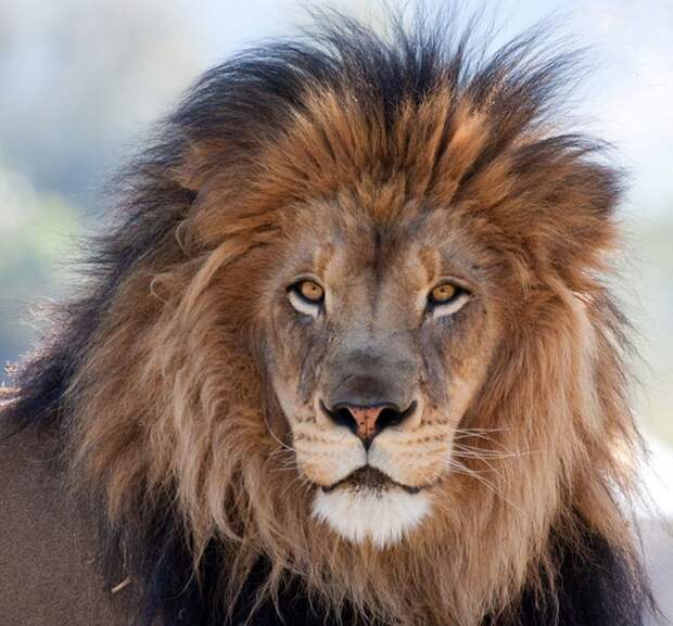 Львы, спасшие эфиопскую девочку героизм, животные