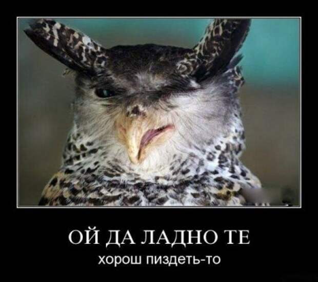 Демотиваторы и все самое прикольное на фото.