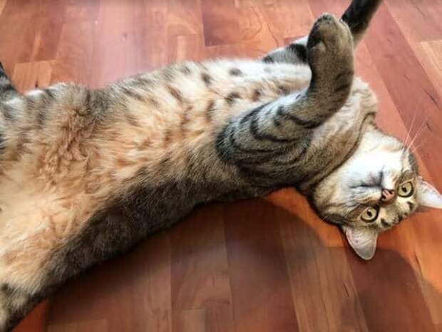 кот пришел помочь человеку кот на полу