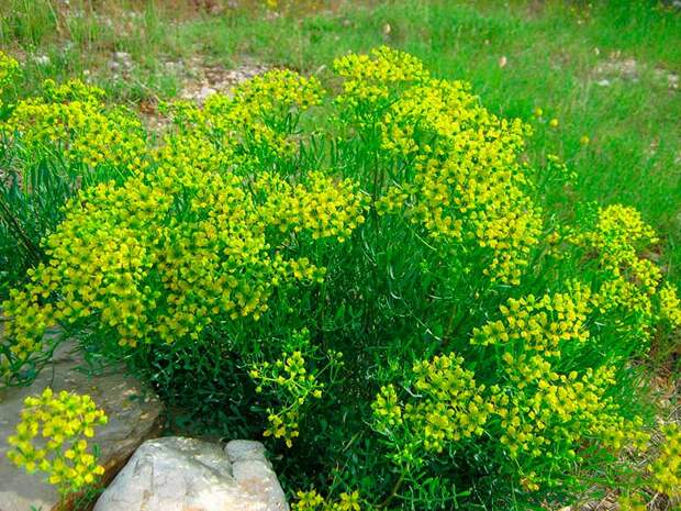 Лекарственное растение Рута душистая (Ruta graveolens)