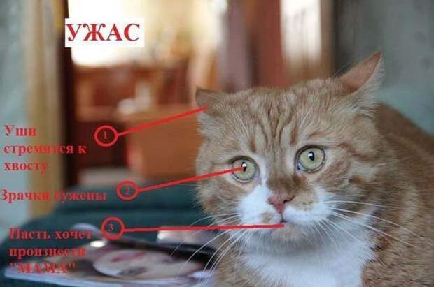 Как узнать, врет Вам кошка или нет? Как узнать, врет Вам кошка или нет? вранье, животные, кошка