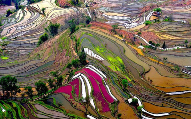 Рисовые террасы в провинции Юньнань, Китай природа.красота, факты