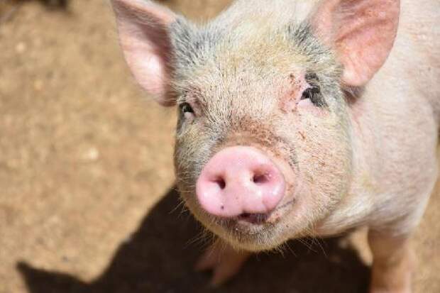 Около 3 тысяч тонн свинины отправили из Тамбовской области во Вьетнам и Гонконг