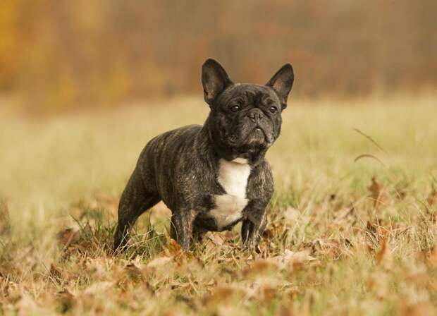 Хаски, бульдог, борзая: почему породы собак называются именно так