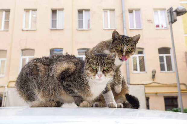 Китаянка устроила войну соседям, поселив в квартире 200 кошек