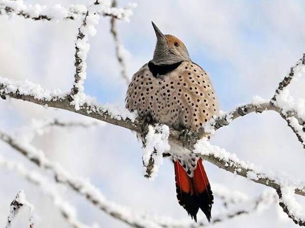 Снежная птица животные мир, природа
