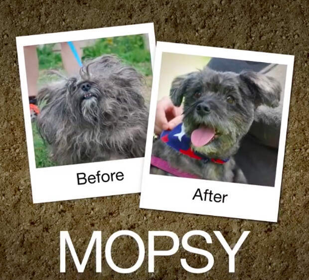 Mopsy-e1470664471282