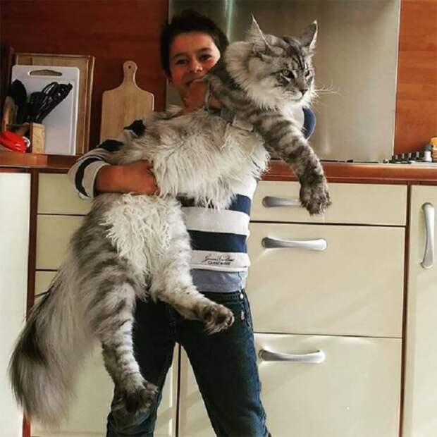 18 котов породы мейн-кун, по сравнению с которыми ваша кошка выглядит крошечной.