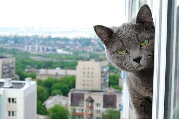Коты, смотрящие в окно коты, окно, фотографии