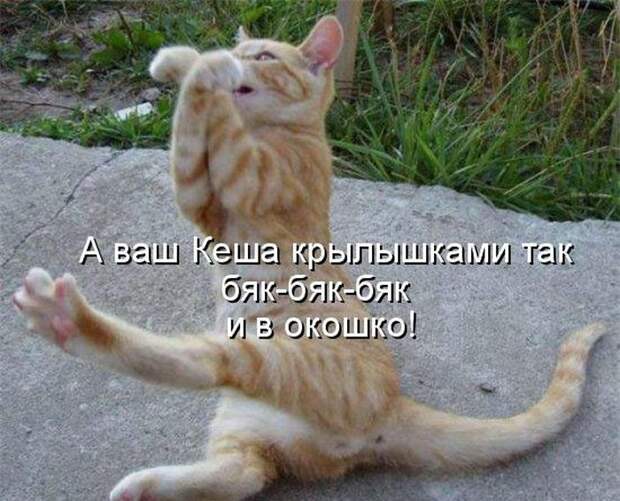 животные