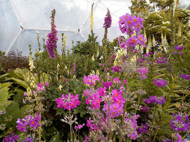 The Eden Project, Cornwall - summer flowers