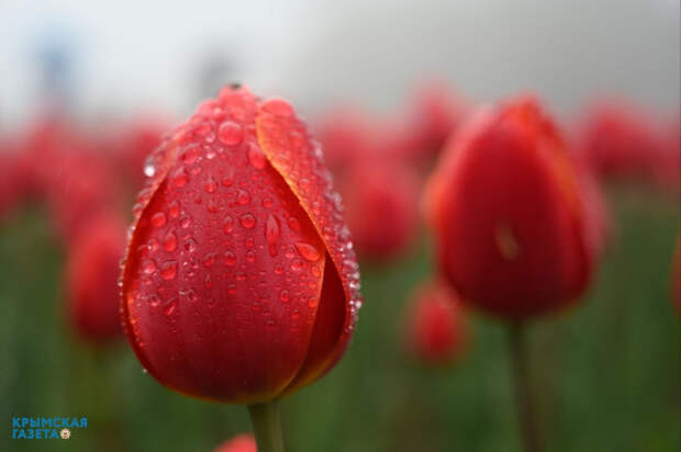 Агроном рассказал, почему рынок тюльпанов понёс убытки в этом году