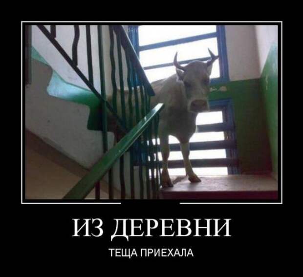 Немного новых демотиваторов