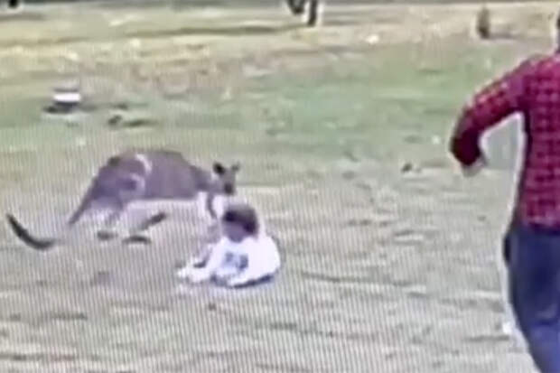 Австралиец спас двухлетнюю дочь от агрессивного кенгуру и попал на видео