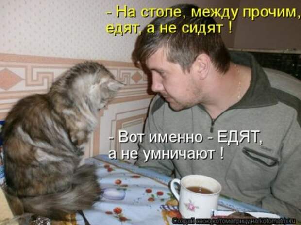 Котоматрица, прикольные коты с надписями.