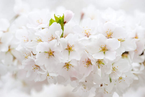 Цветущая вишня. (cherryblossomwatch)