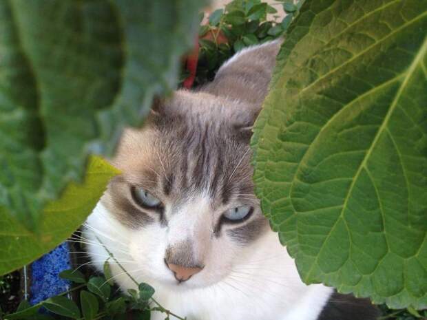Смешные и забавные кошки