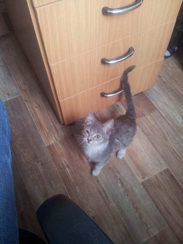 Неожиданный гость Неожиданный гость гость, котенок