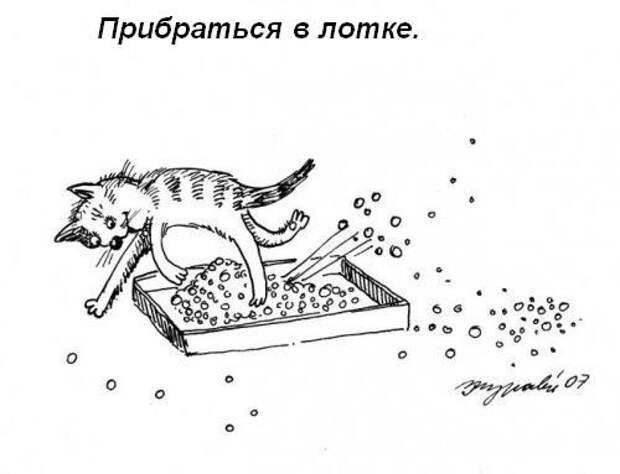 Обязанности кота по дому!