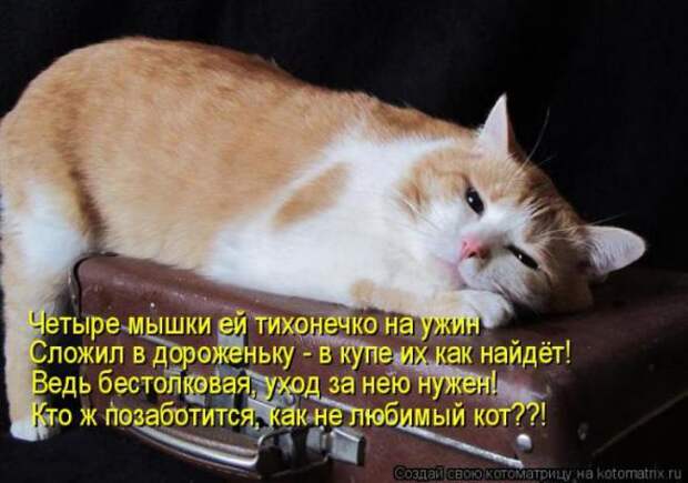 Котоматрицы(картинки с надписями)