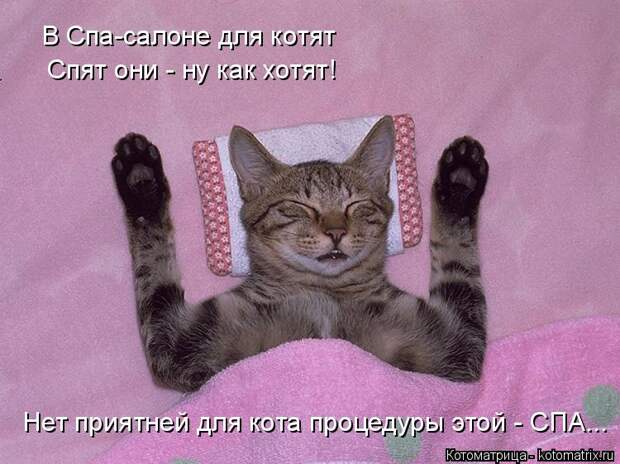 Котоматрица: В Спа-салоне для котят Спят они - ну как хотят! Нет приятней для кота процедуры этой - СПА...