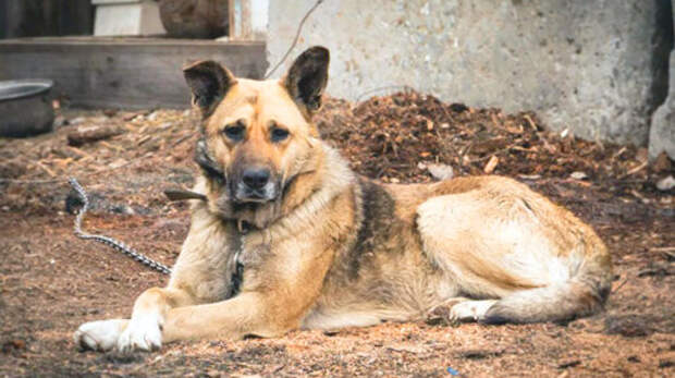 Ягода-малина