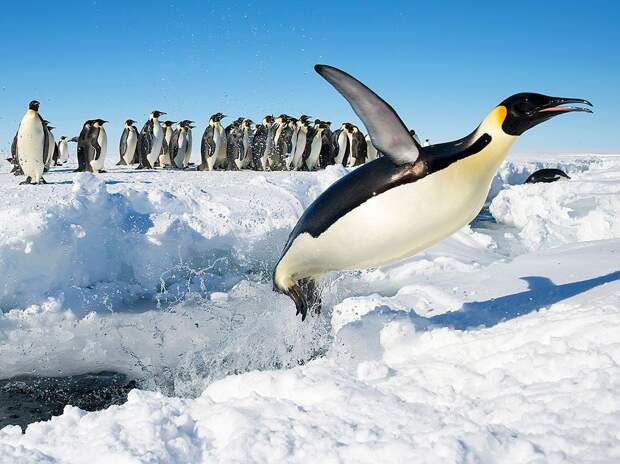 Императорские пингвины в Антарктиде