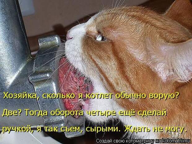 Лучшие котоматрицы недели