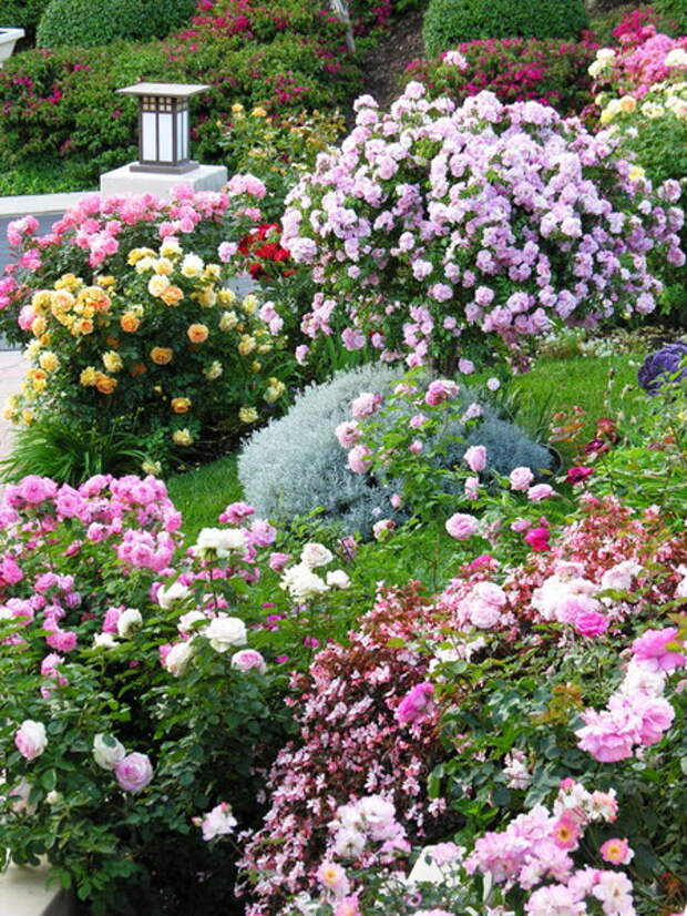 4497432_rosesingardeninspiration25 (450x600, 178Kb)
