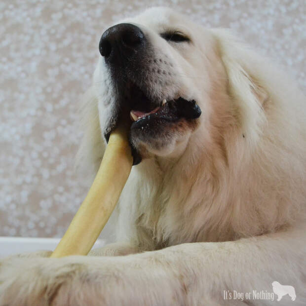 Great Pyrenees with Only Natural Pet Mega Cow Tails