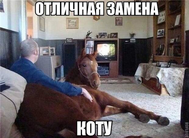 Просто смешные картинки с подписями Просто смешные картинки с подписями весело, с подписями, смешные картинки, юмор
