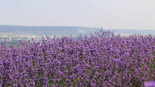 Европа «из-под полы» добывает крымские эфирные масла