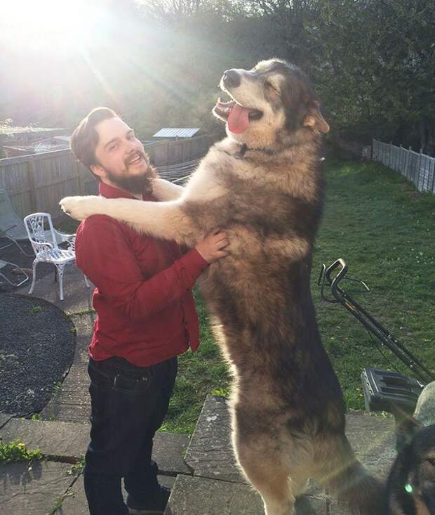 очень большая собака 