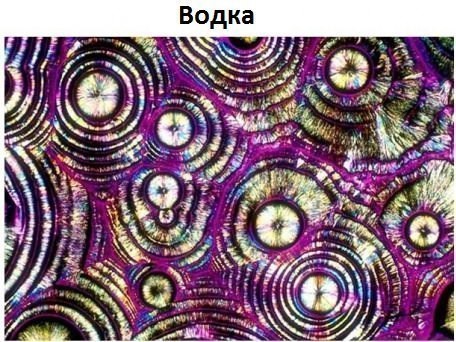 Немного интересного под микроскопом интересно, фото под микроскопом