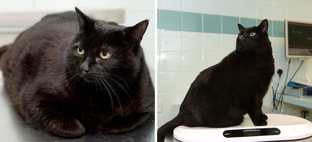 fat-animals-lose-weight-obesity-pet-fit-club-pdsa-uk-5-2