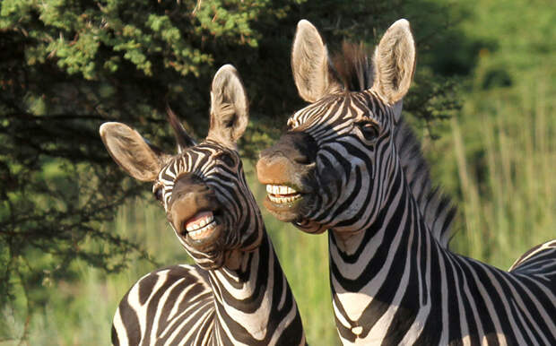 Профессиональные модели. Зебры в заповеднике в Южной Африке. животные, жизнь, фото