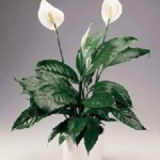 spathiphyllum2