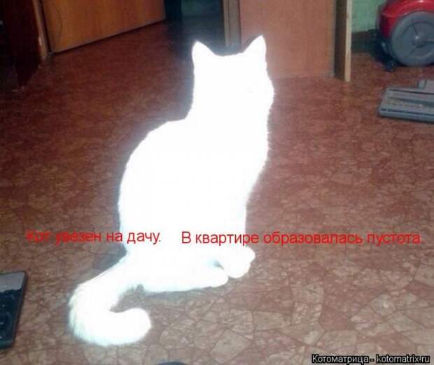 Лучшие котоматрицы недели