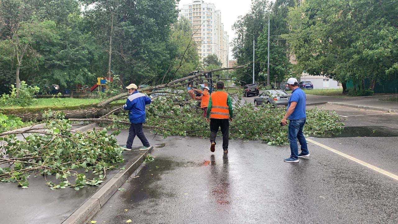 На Большой Марфинской из-за сильного ветра упало дерево