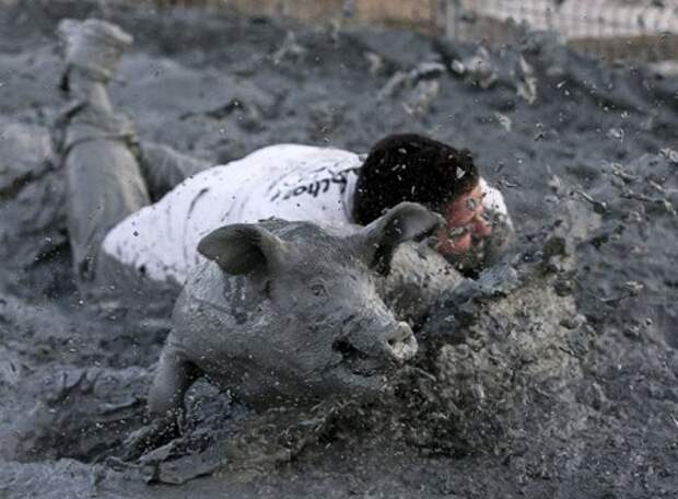 Ловля свиней в грязи на Festival du Cochon-2015 (17 фото)